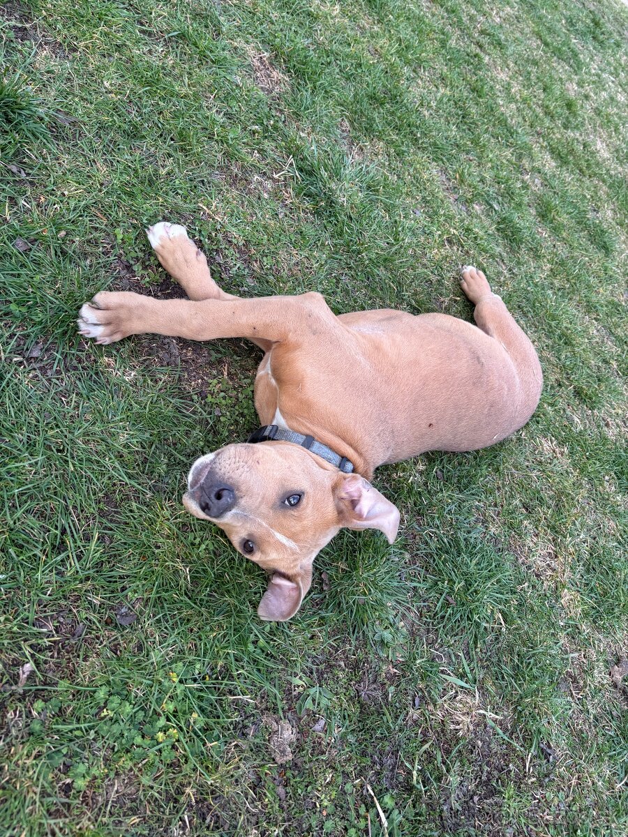 Americký stafordsirsky terier, Stafford, amstaf - 4