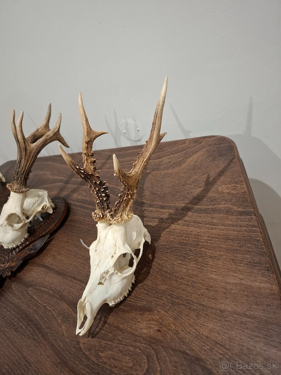 Srnec, parožie, trofeje - 4