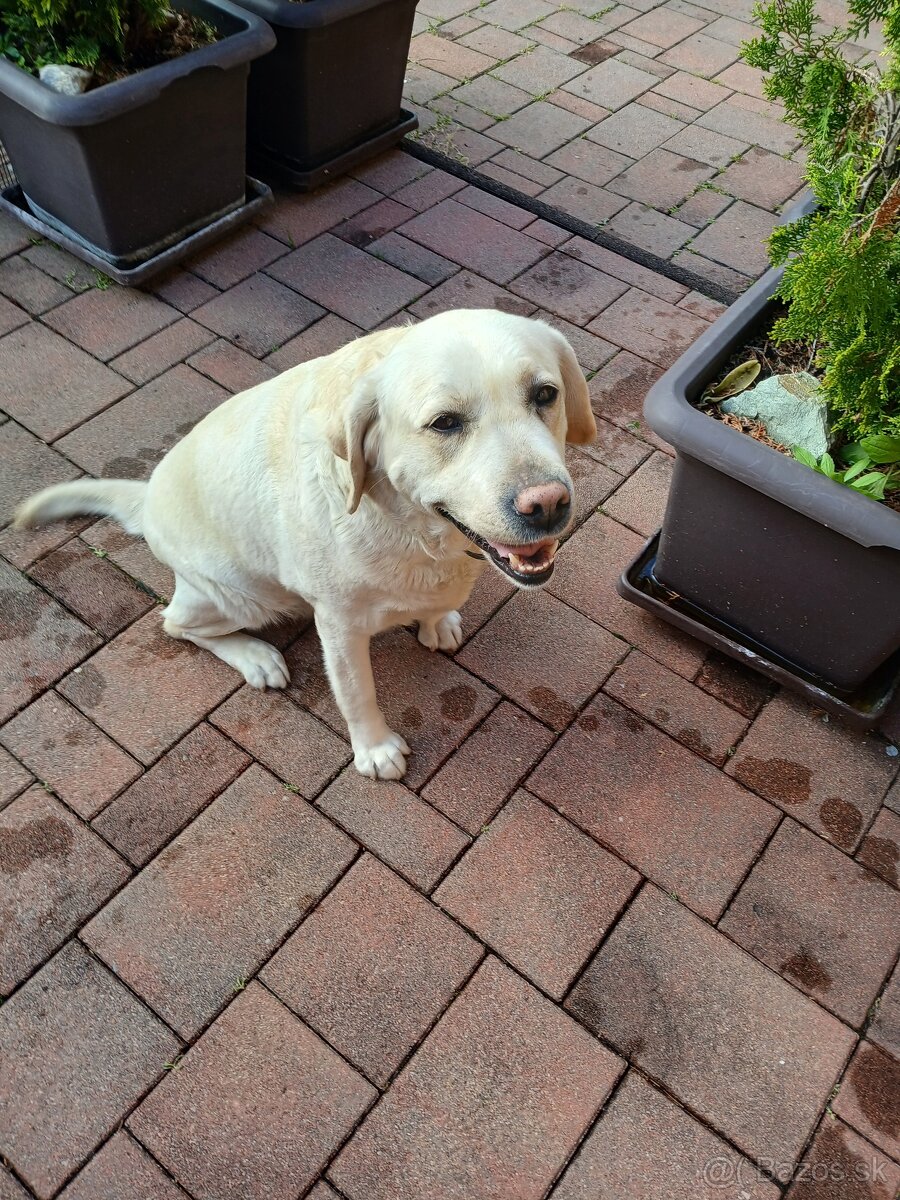 Labradorský retriever fenka - 4