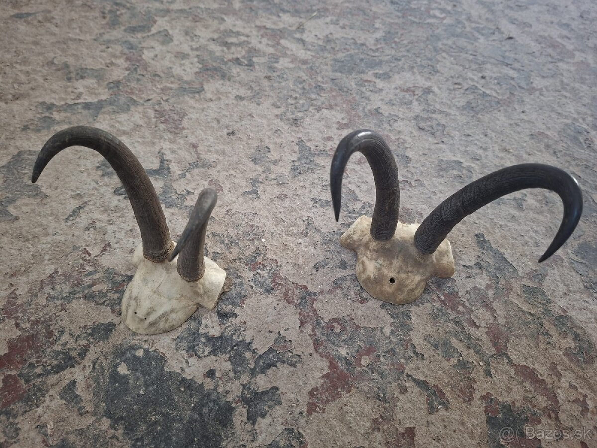 trofej,trofeje, dekorácie - 4