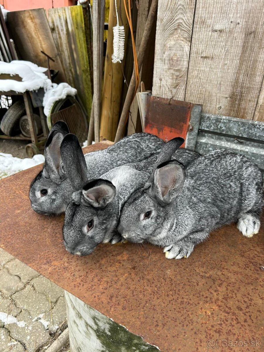 Činčila veľká - 4