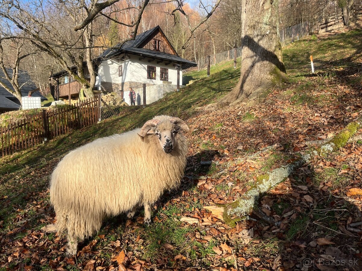Valaška původní - chovný beran - 4