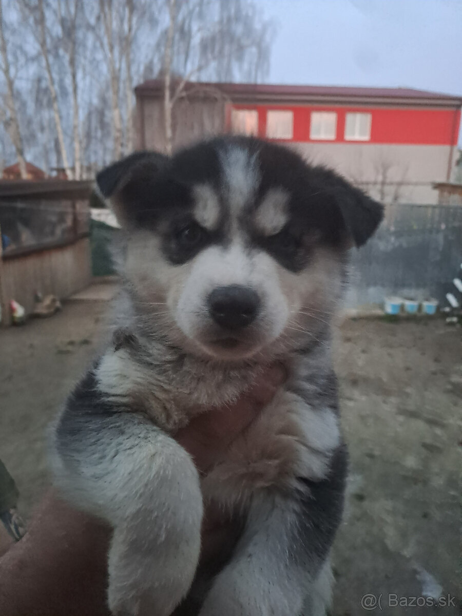 sibírsky husky šteniatka - 4