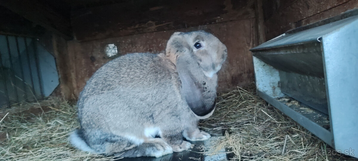 Predám zajacov FB - 4