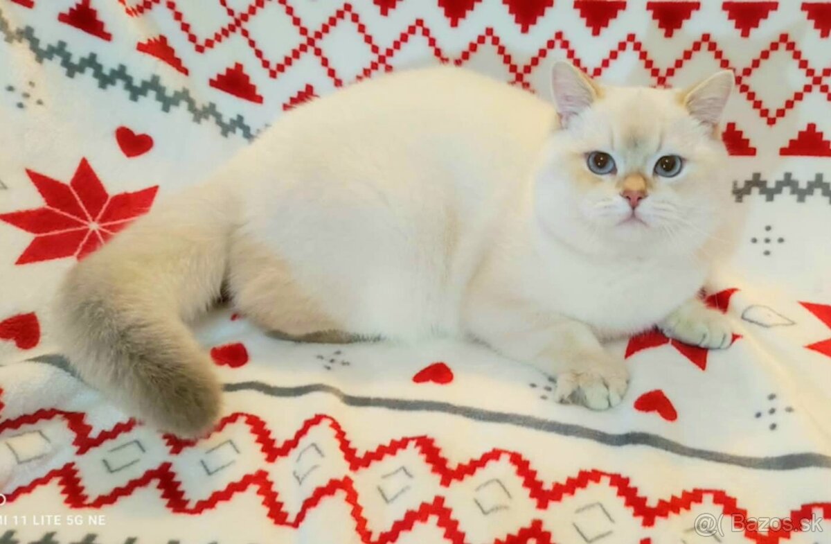 Britské mačiatka❤️extra kvalita-Igor - 4