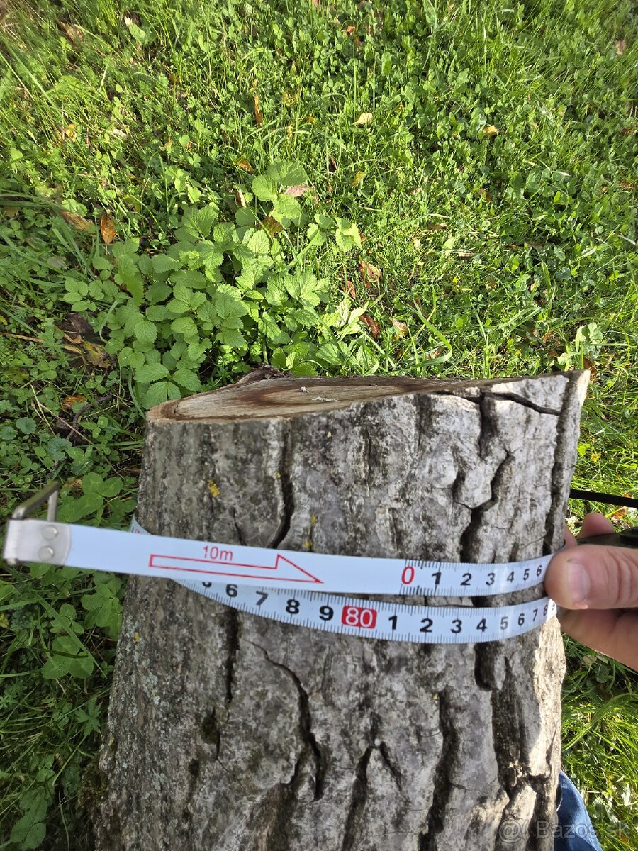 Kmeň orecha na predaj - 4