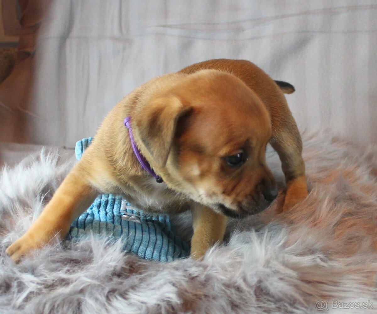 Stafordšírský bulteriér - pes s PP - 4