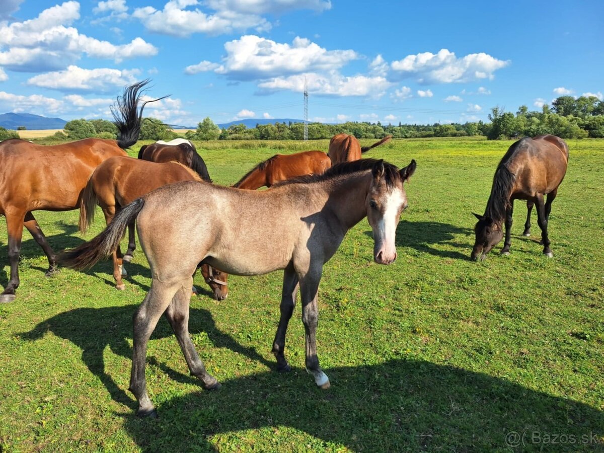 Shagya arab žrebec - 4