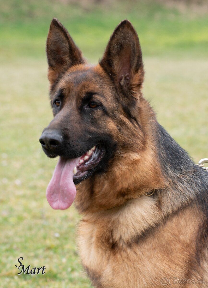 Nemecký ovčiak šteniatka - 4