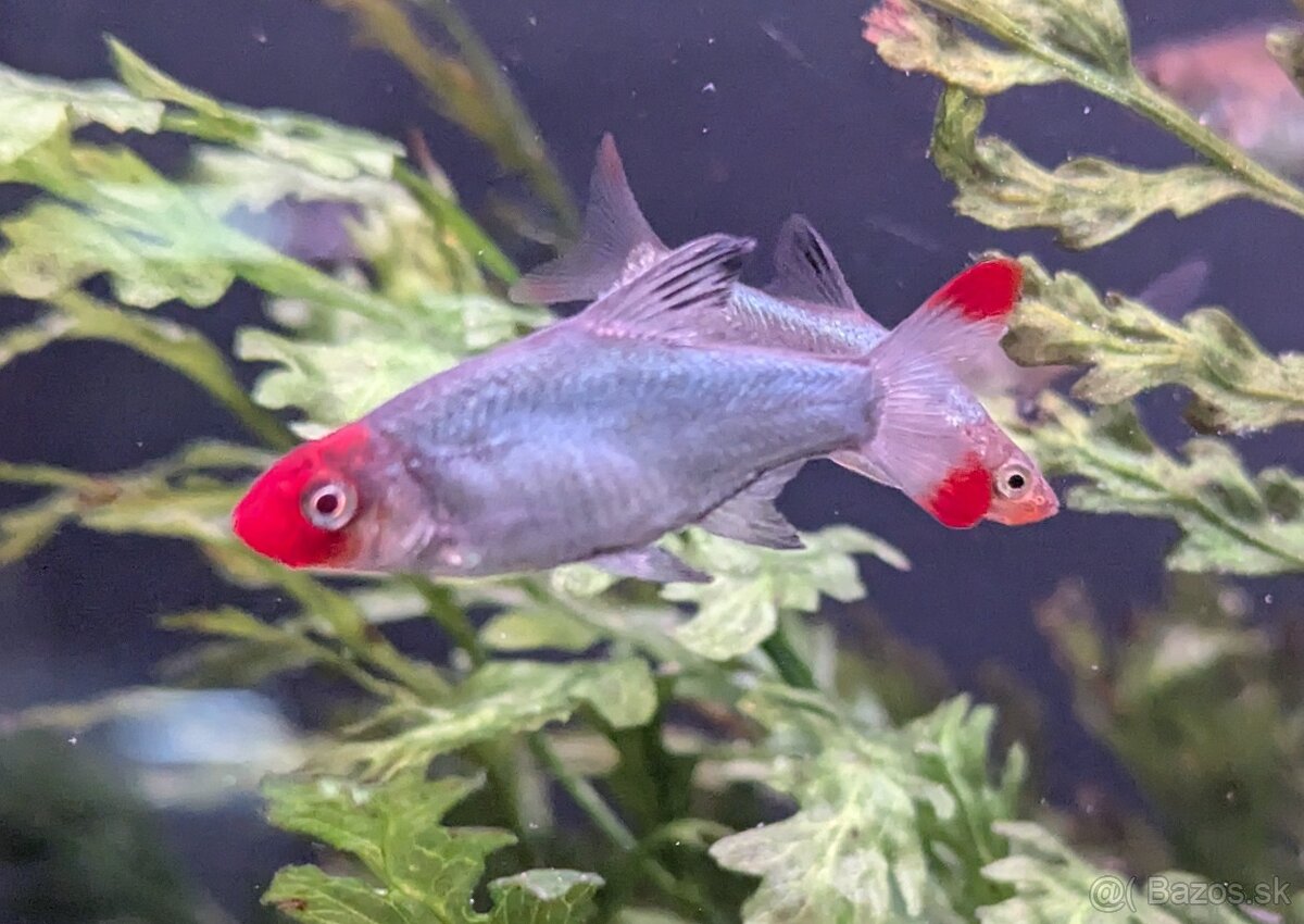 Razbora sawba - Sawbwa resplendens - 4