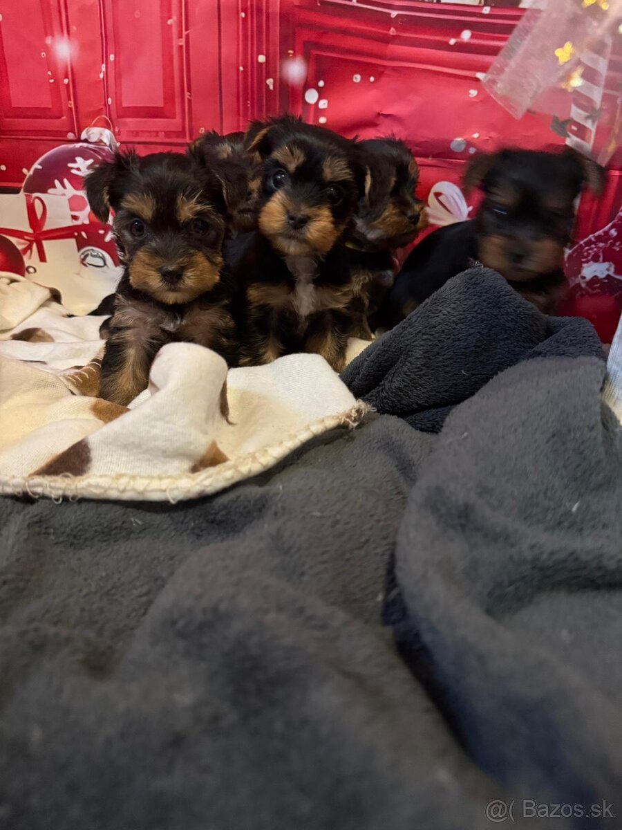 Jorkšírský teriér - Yorkshire teriér -šteniatka - 4