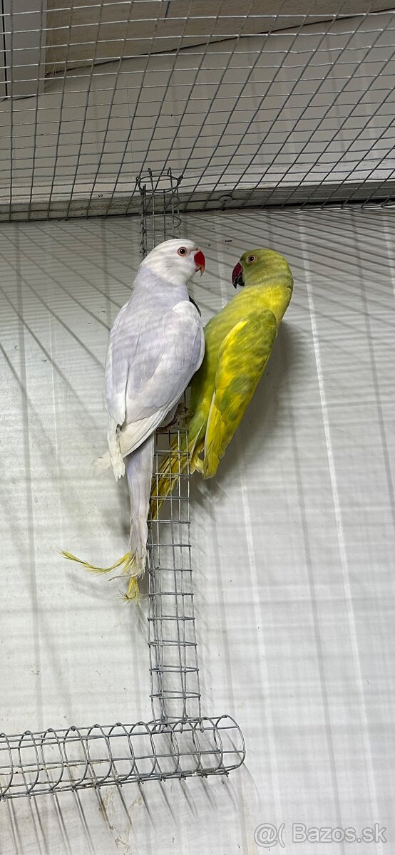 Alexander maly pallid - 4