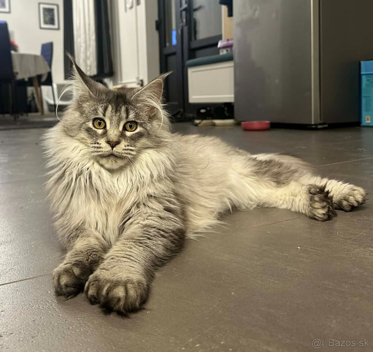 Maine coon, mainská mývalia s PP - kocúrik - 4