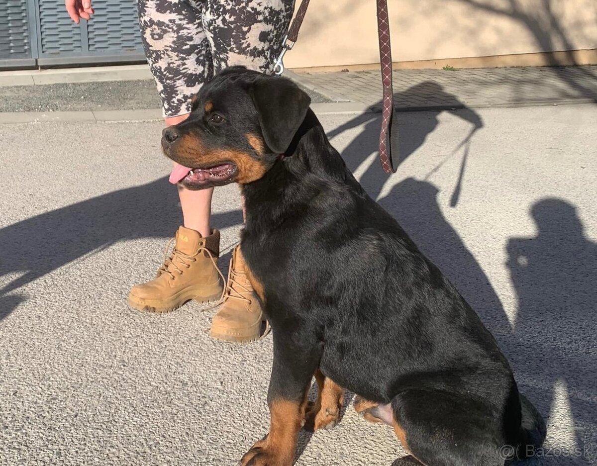 Rottweiler, rotvajler, rtw - 4