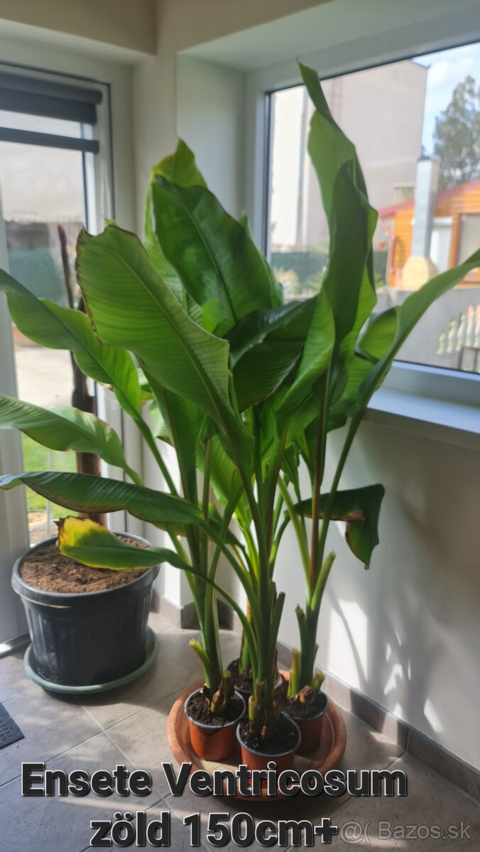 Banan,bananovniky,maurelli atd. - 4