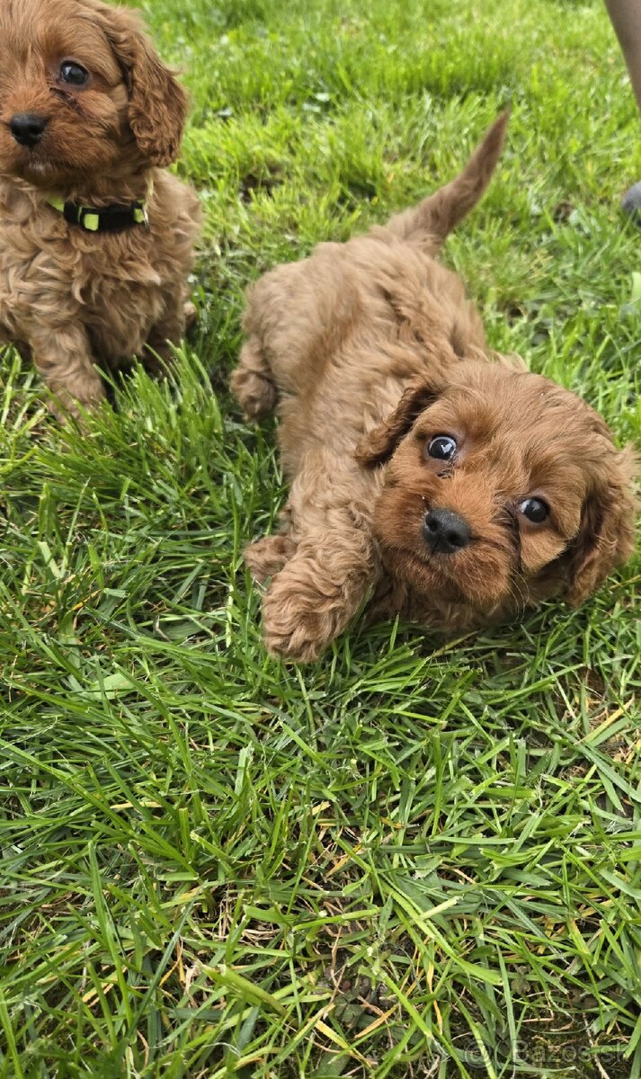 Cavapoo - 4