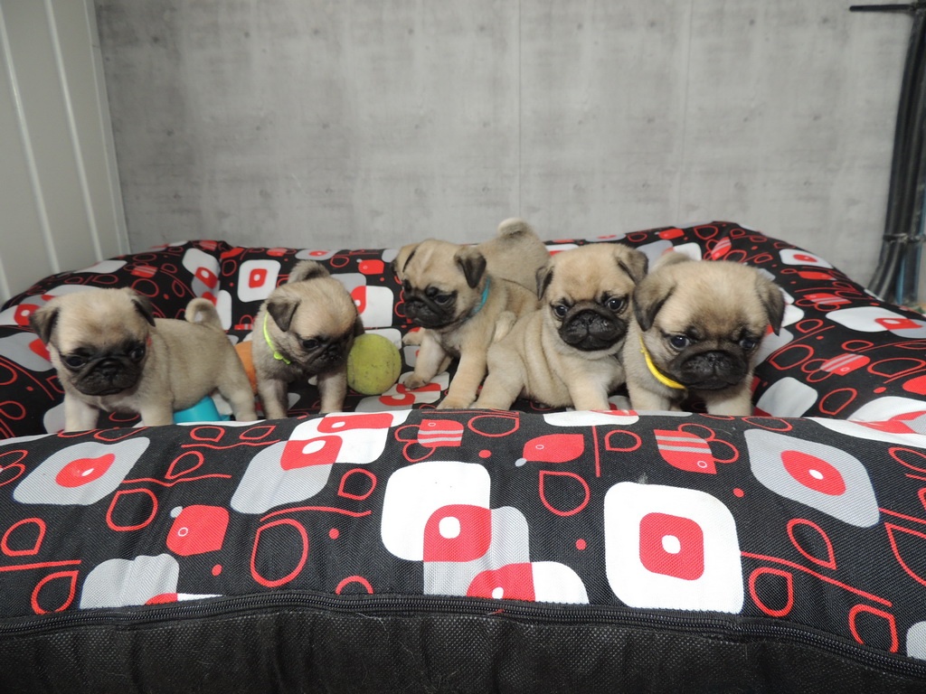 MOPS s PP. - 4
