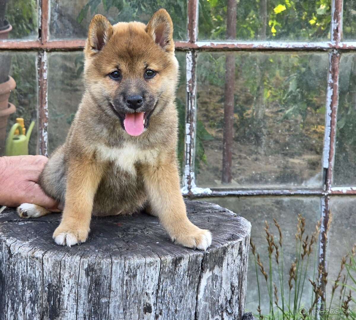 shiba inu - 4