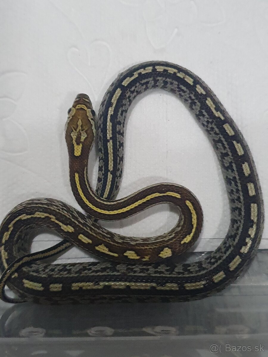 Užovka americká, Pantherophis guttatus, odchov - 4