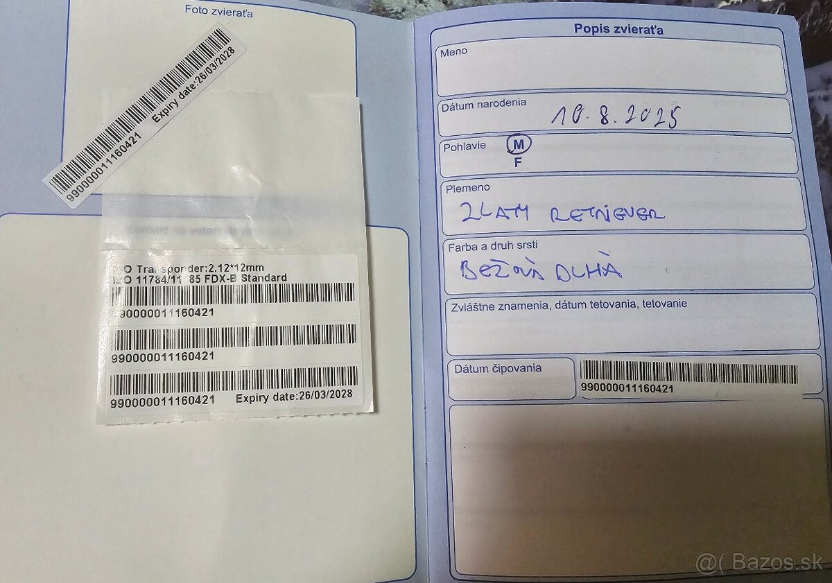 Golden Retriever - 4