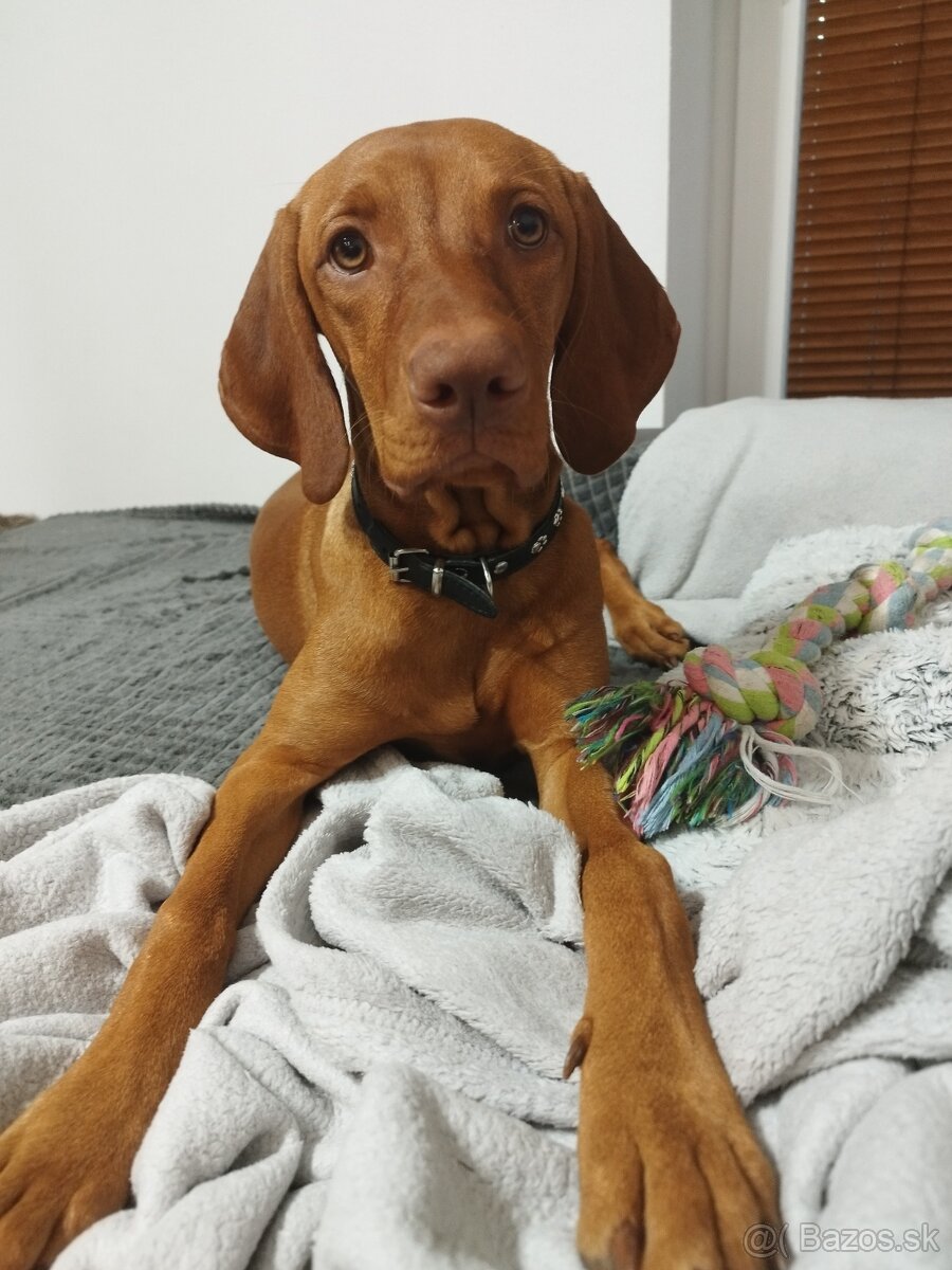 Maďarská vyžla - 4