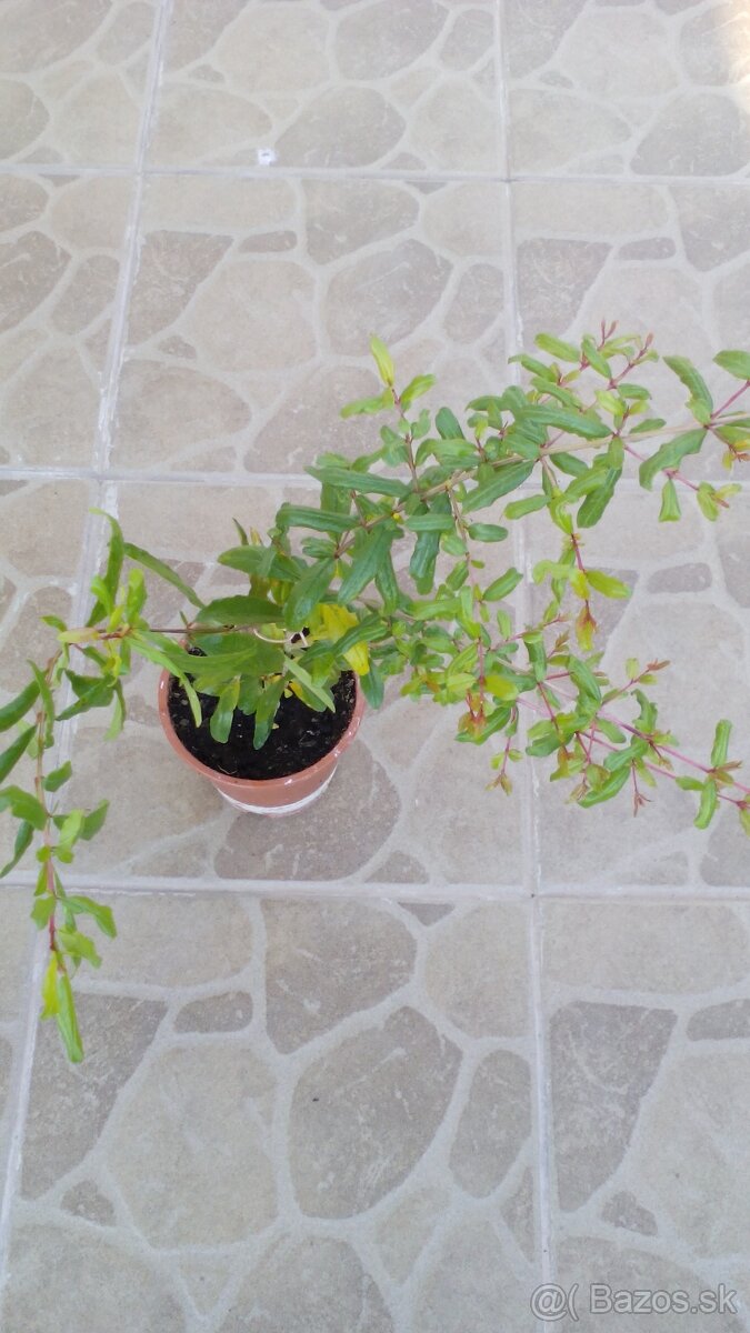 Predám granátové jablko - 4