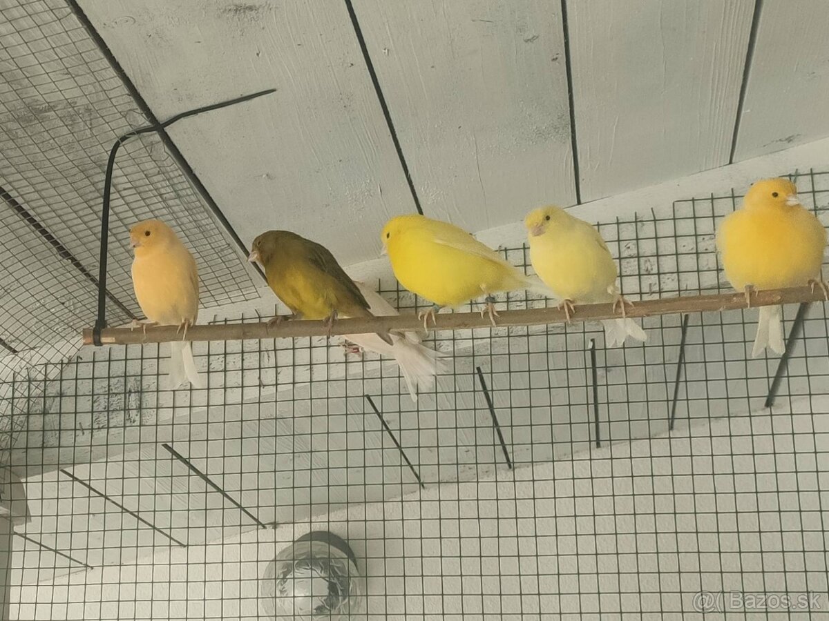Kanariky - 4