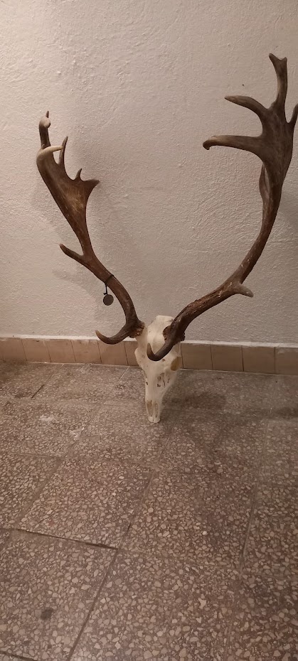 Predám danielie trofej - 4