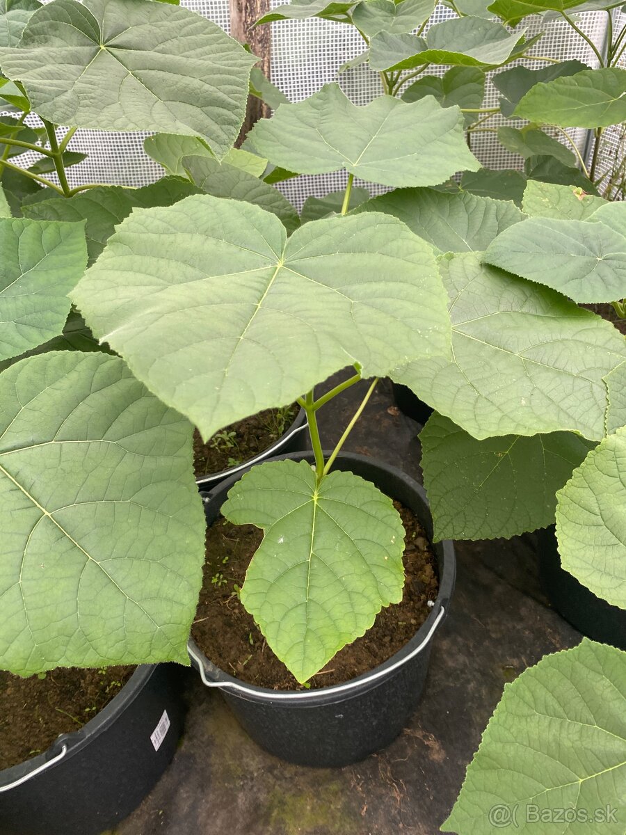 Paulownia Tomentosa rýchlorastúci strom - 4