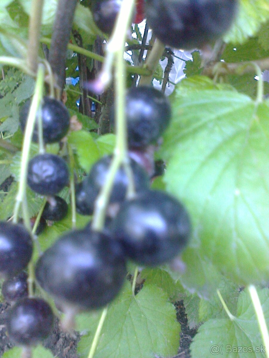 Josty .,ríbezle .egreš ,černice ,lieska.... - 4