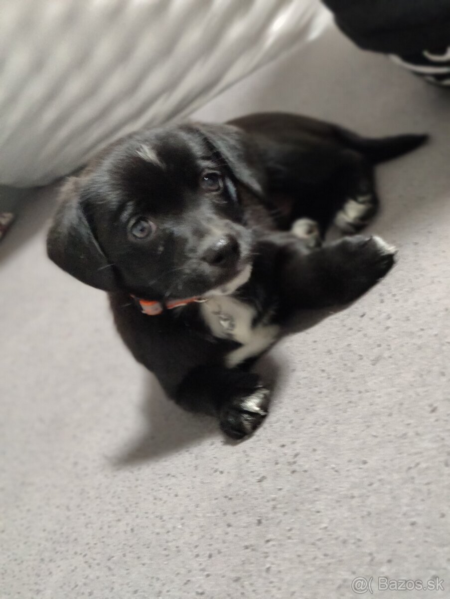 Labrador šteniatka - 4