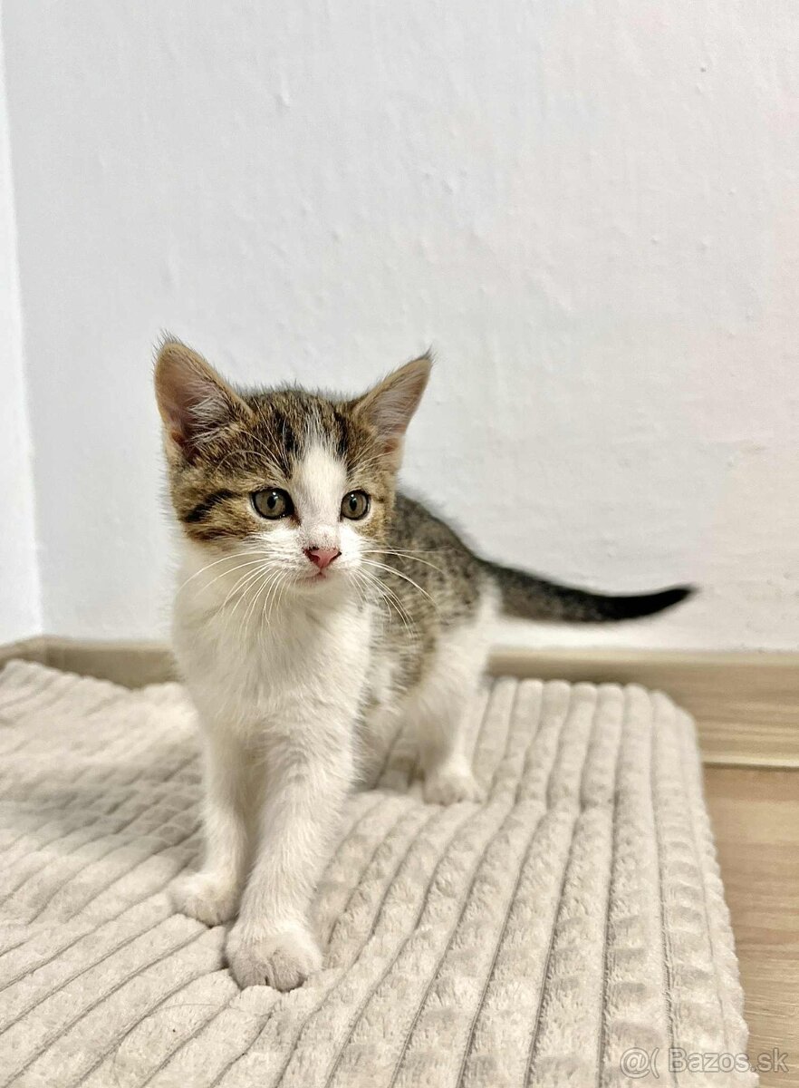 Darujeme mačiatka - 4