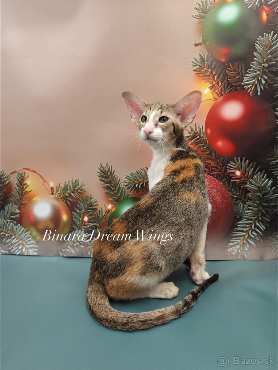 Orientální kočka s PP Binara - 4