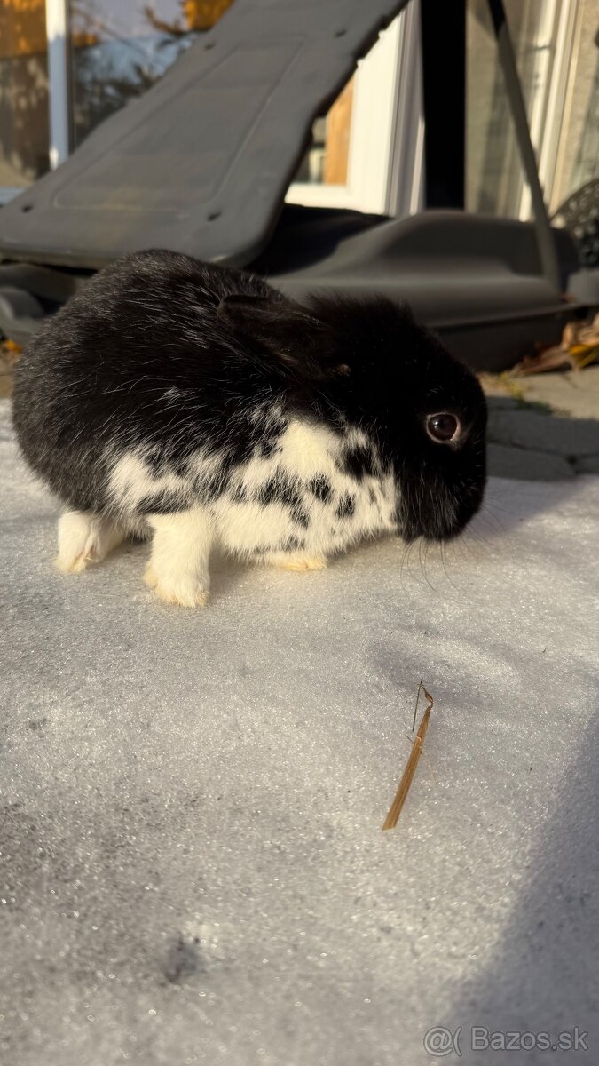 Zákrslý králik❤️ - 4