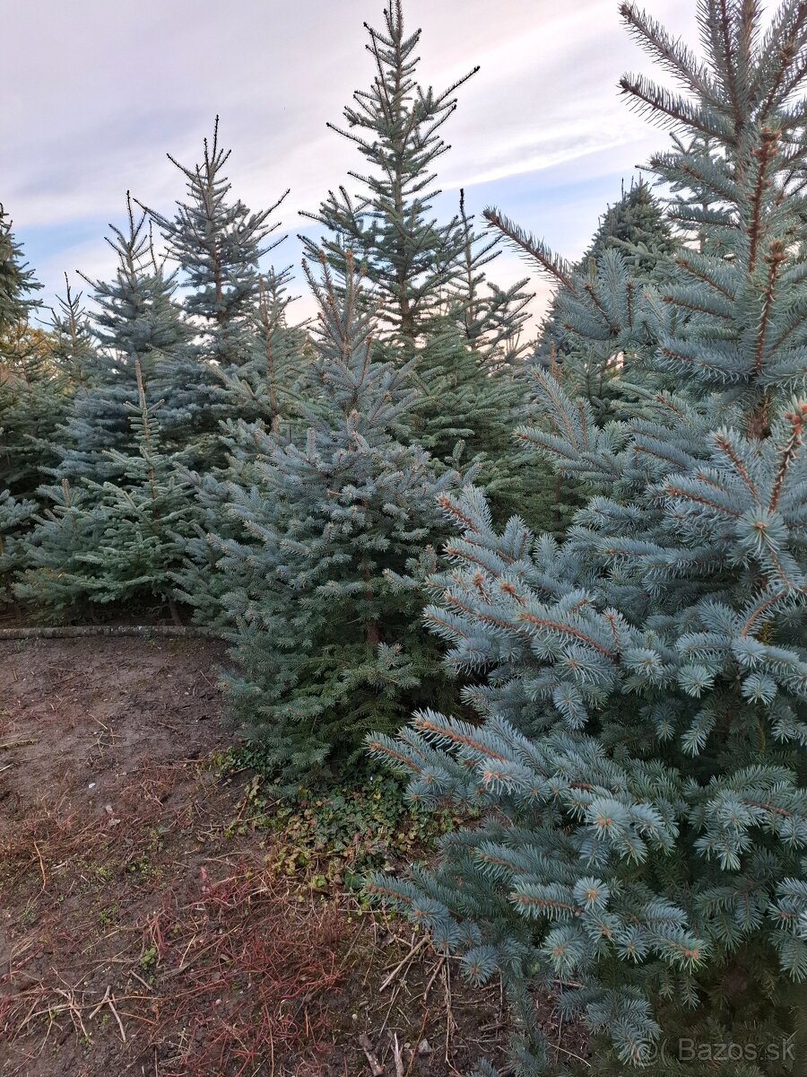 Vianočne stromčeky - 4