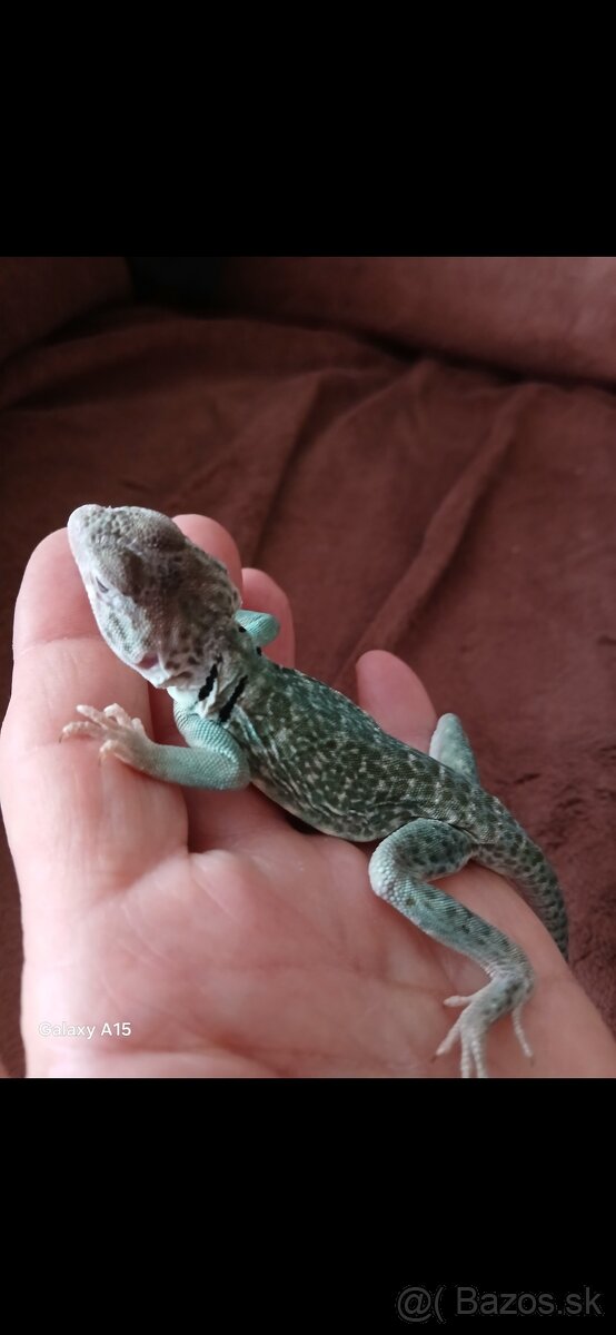 Leguanik obojkovy - 4