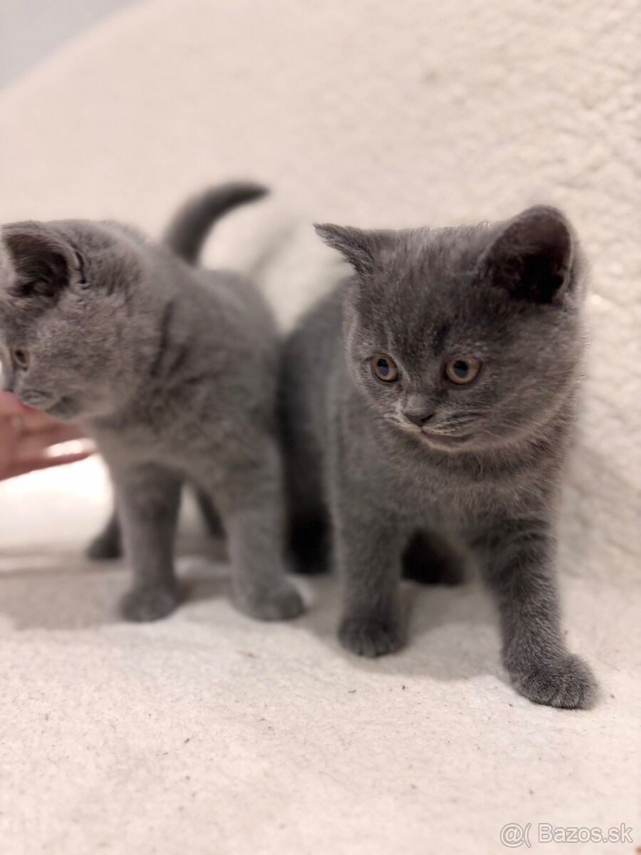 Britské maciatka - 4