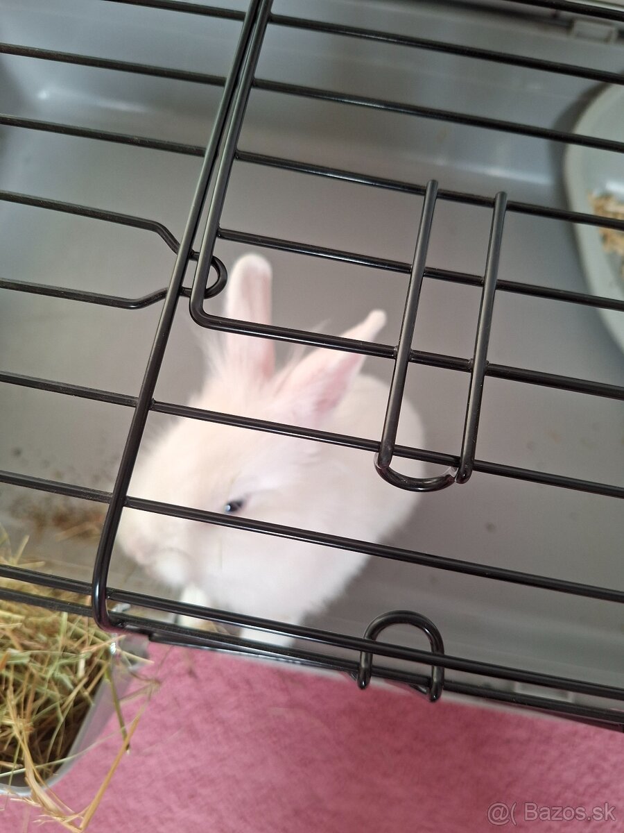 Zakrsly králik levík s modrými očkami - 4