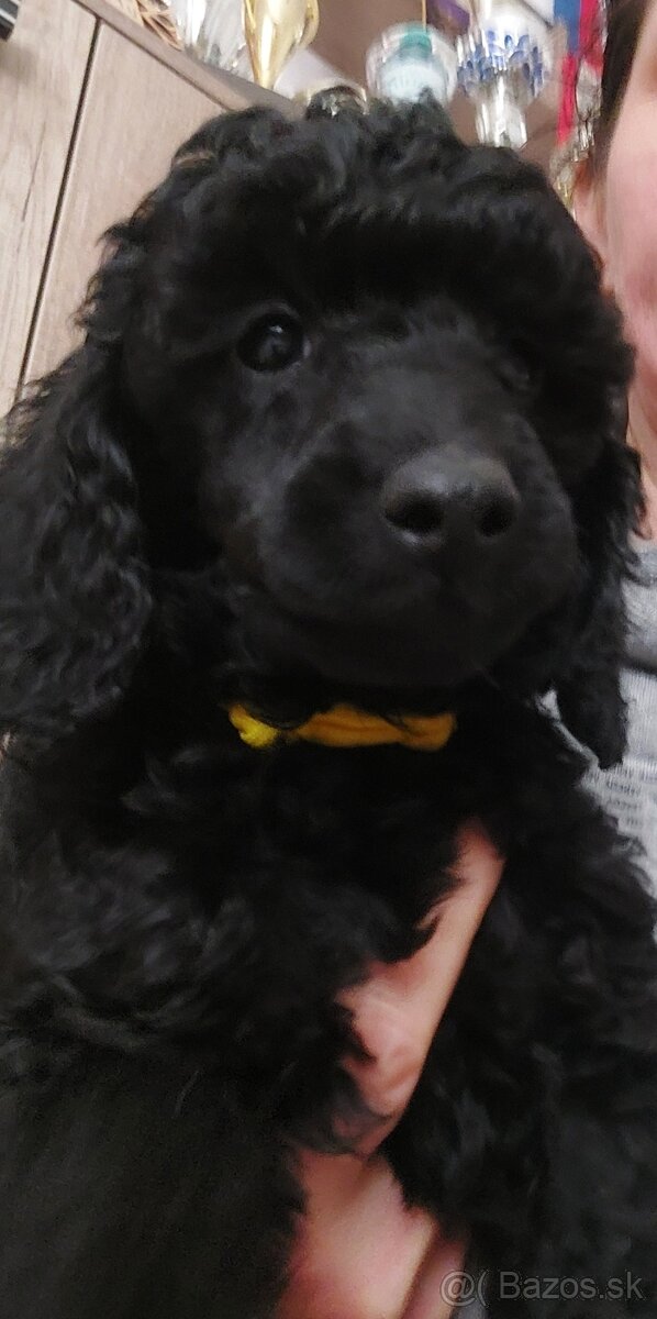 Psík pudel /pudlík/ s PP - 4