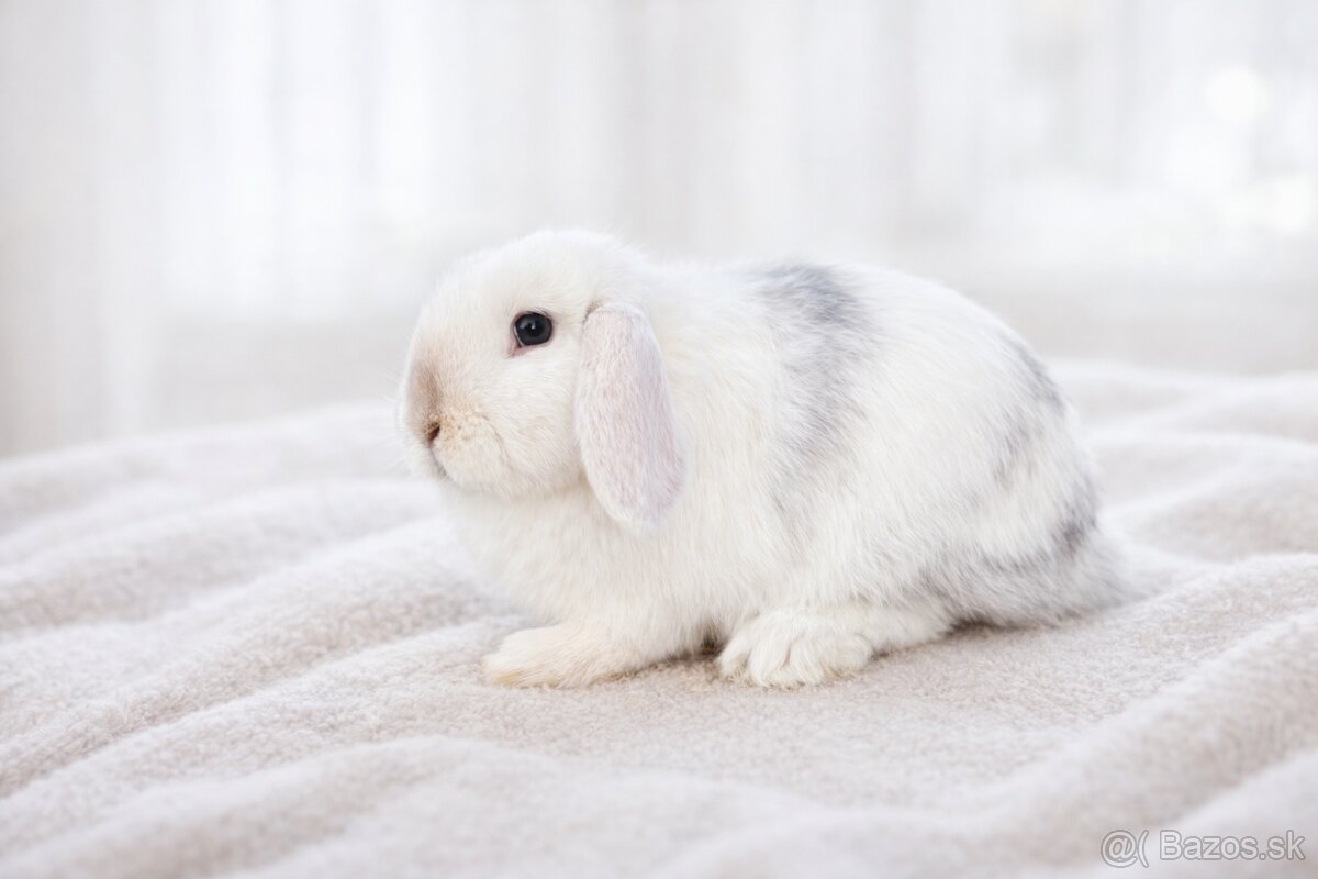 minilop samička 🐰❤️ - 4