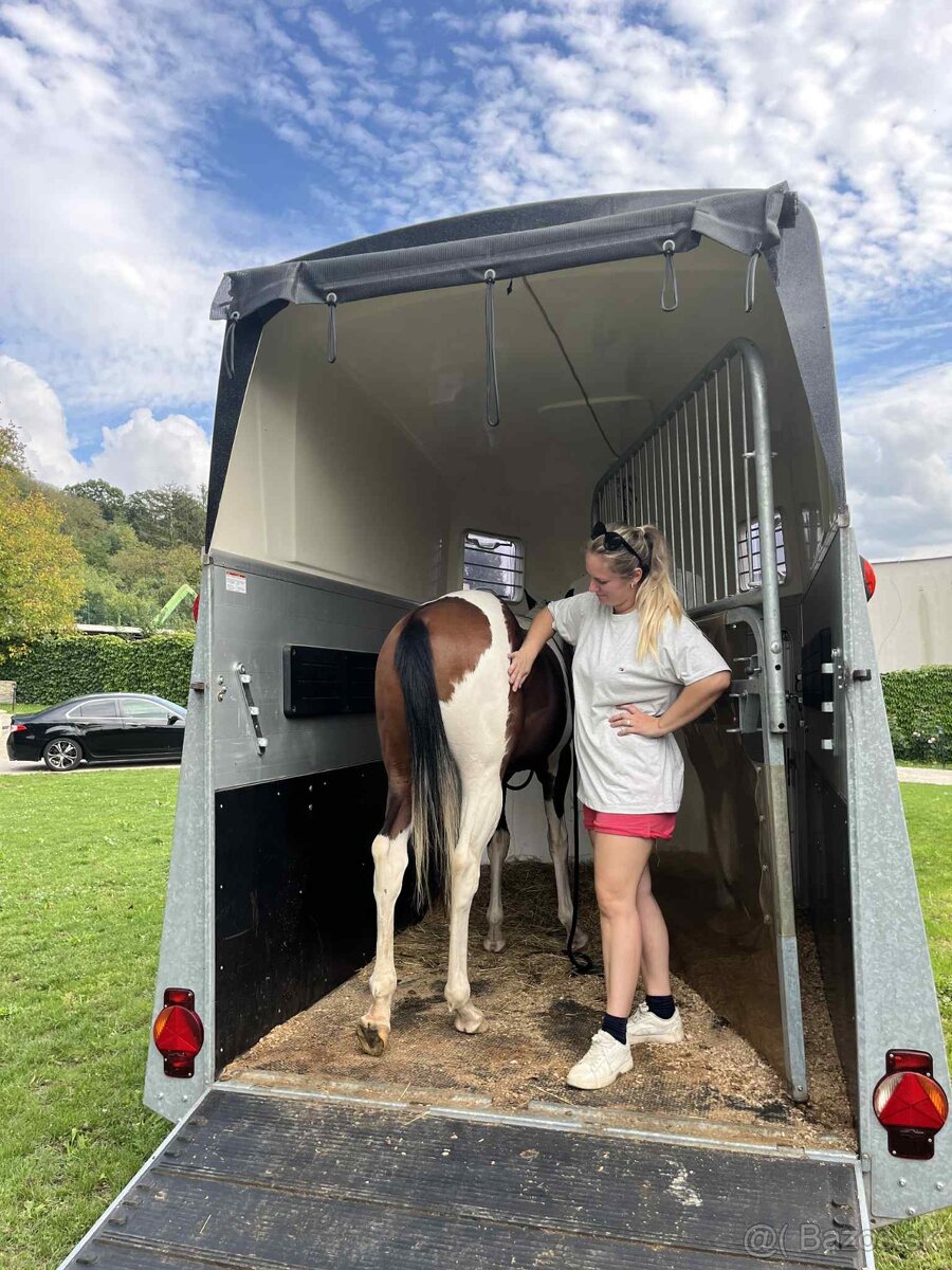 APH - paint horse valach 2024 - 4