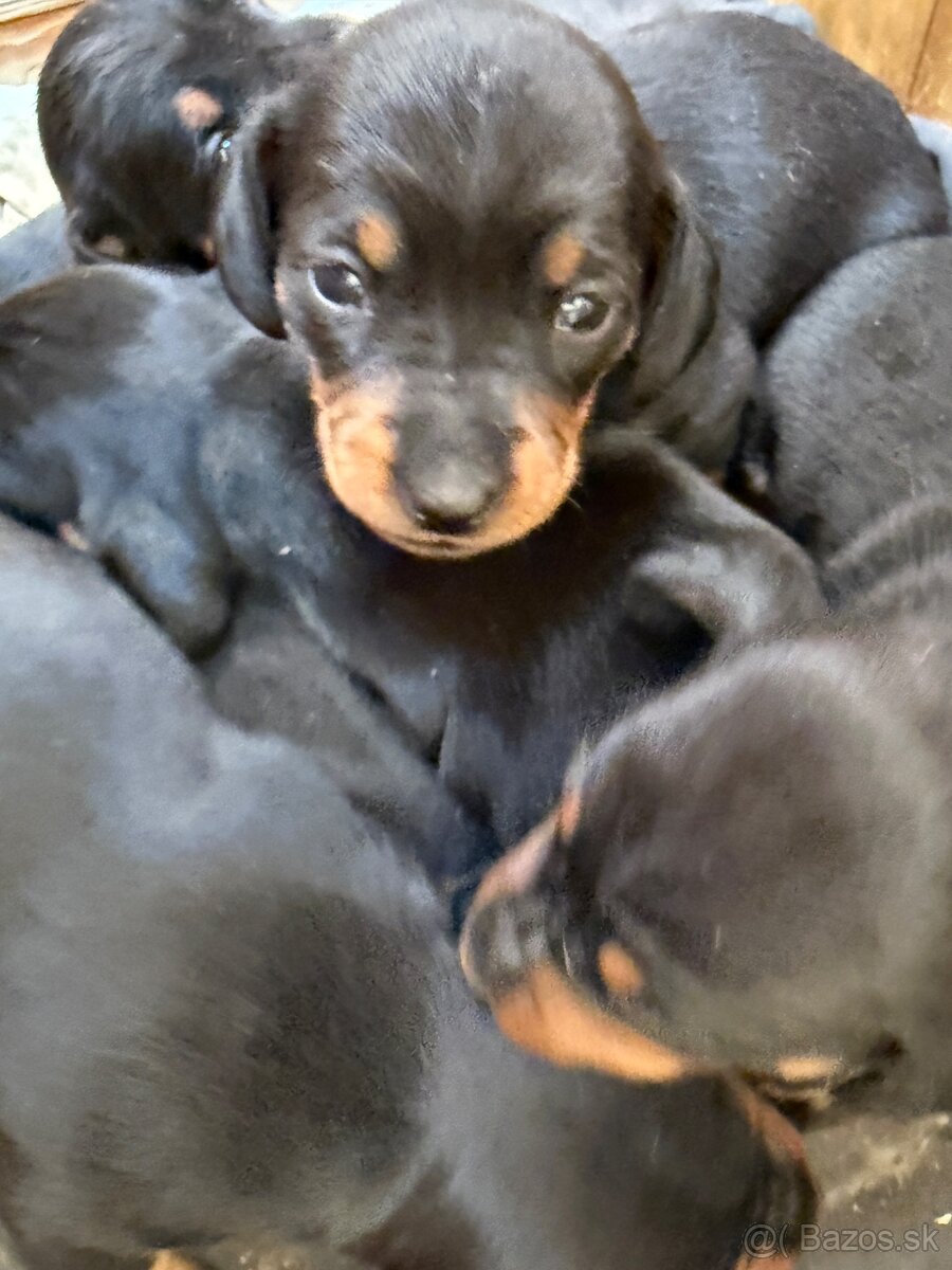 Jazvečík trpaslíči - 4