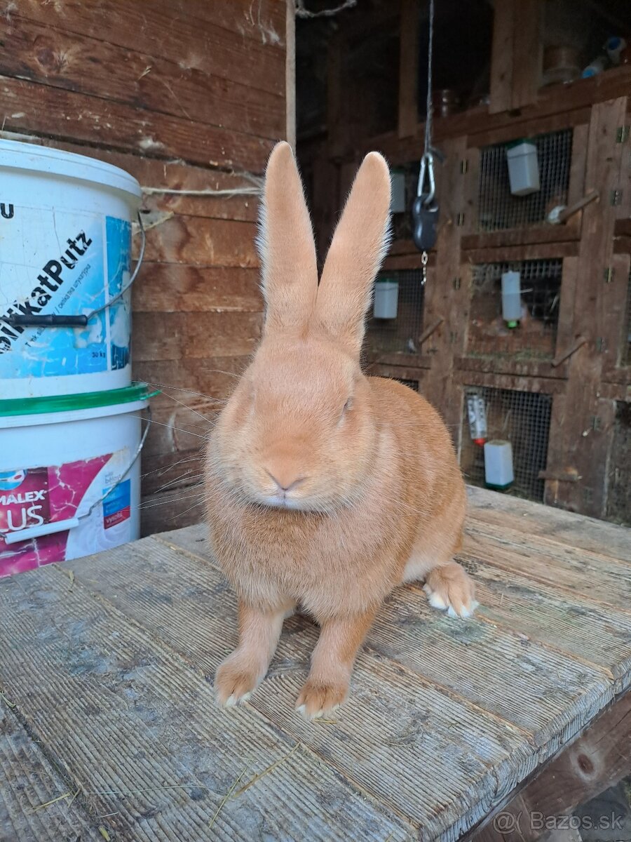Burgundsky králik - 4