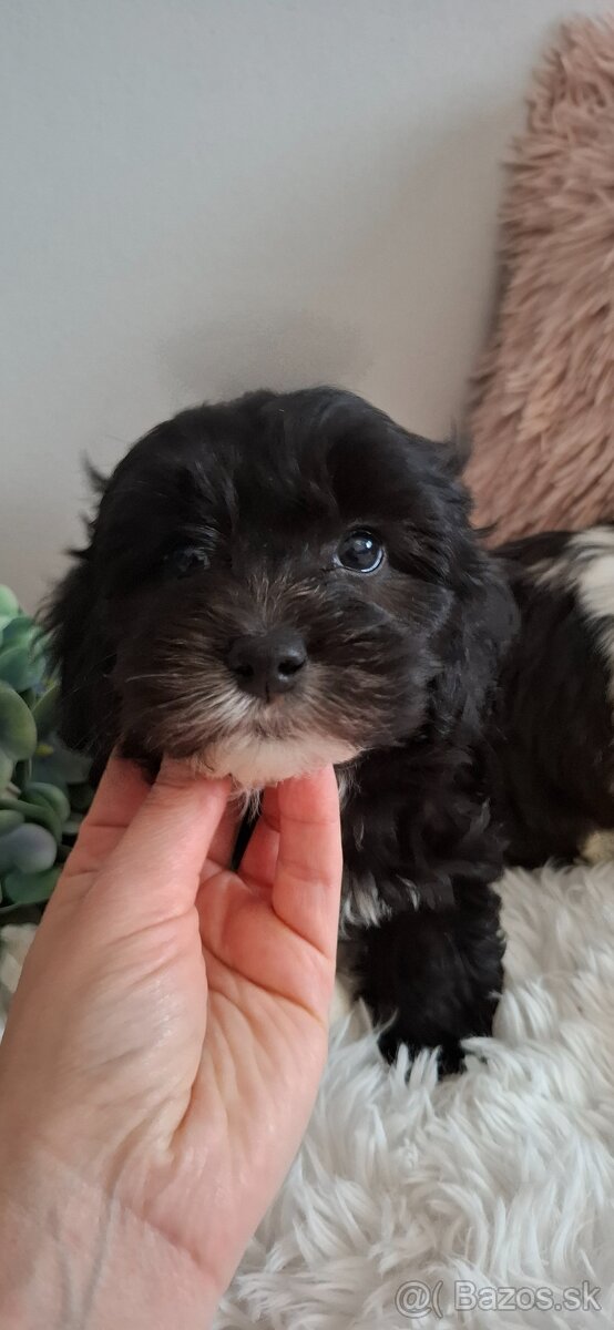 Maltipoo,maltipo - 4