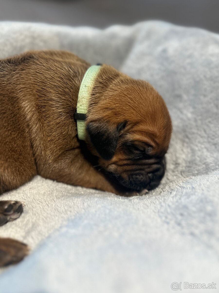 Rhodesian Ridgeback s preukazom pôvodu - 4