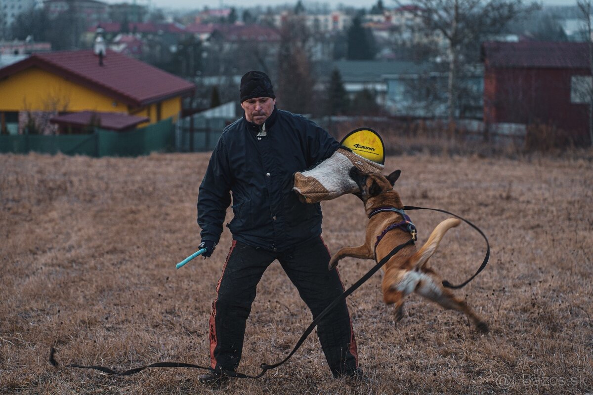 Belgický ovčiak malinois - 4