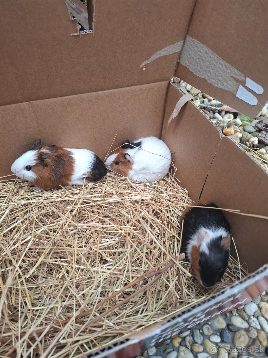 Morča , morské prasiatko, prasiatka - 4