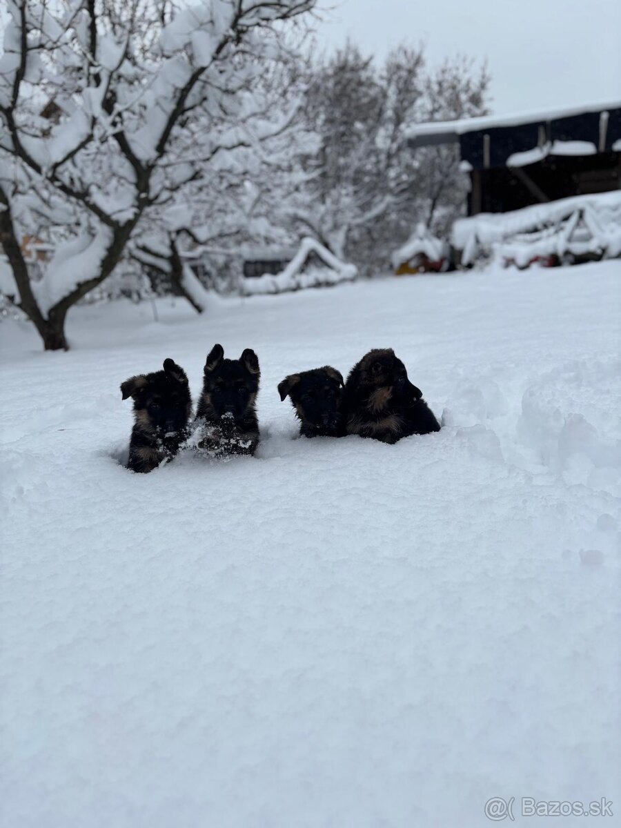 Nemecký ovčiak - 4