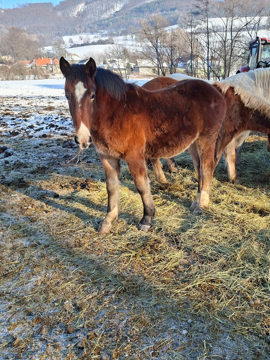 Predam tazne zriebata - 4