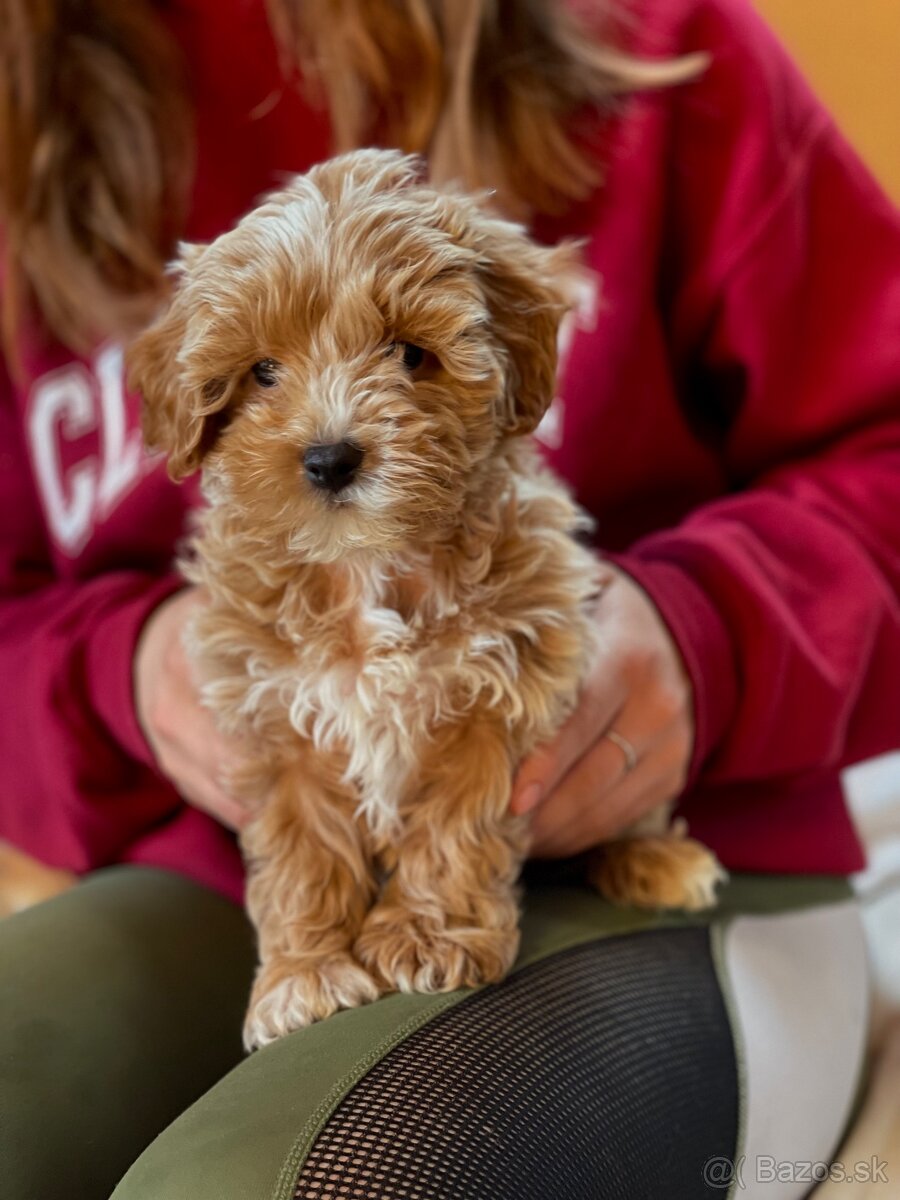 Predám luxusné šteniatko maltipoo mini fenku - 4